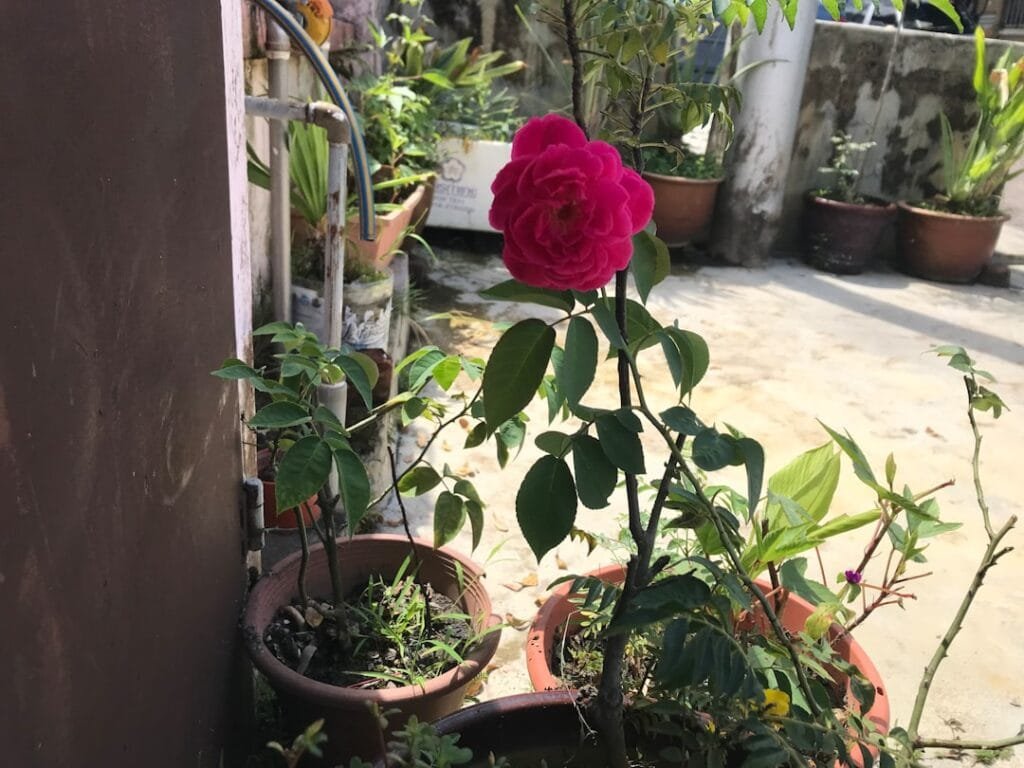 Photo Small Garden Feel Bigger